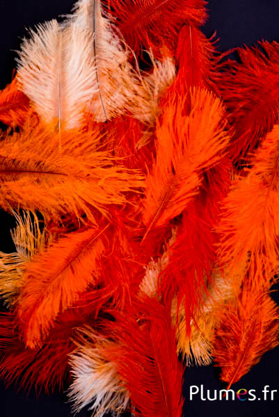 Strauss Bellies - 5-10 cm - Mixt orange